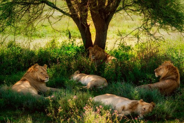 The lion pride is resting on the green grass under a tree
