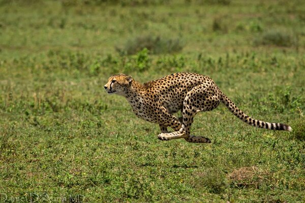 Gracia de las manchas de guepardo al correr