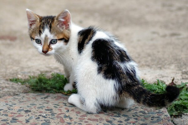 Kitty spielt draußen mit Gras