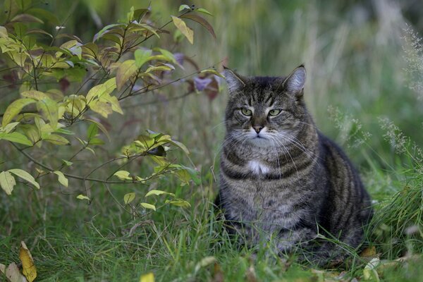 Chat gras assis sur l herbe