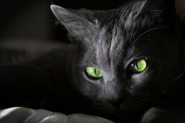 Schicke schwarze Katze mit grünen Augen