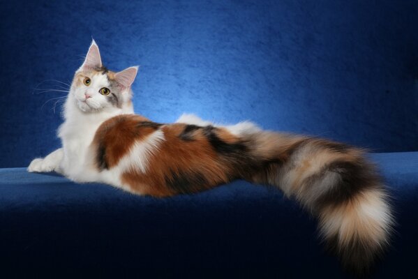 Large tricolor Maine Coon cat posing