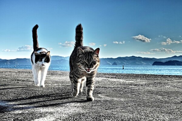 Two cats on the beach by the sea