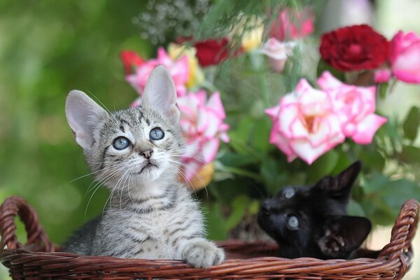 Deux chatons mignons dans un panier en osier sur fond de roses