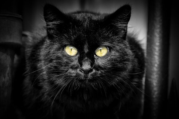 Eine schwarze Katze mit grünen Augen und schmalen Pupillen schaut nach vorne