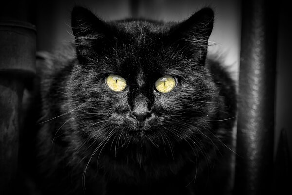 A black cat with green eyes and narrow pupils looks forward