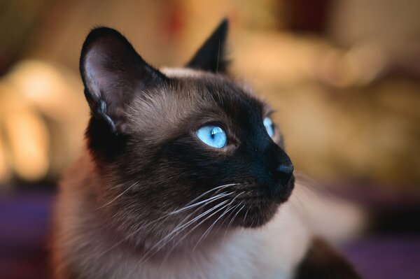 Die Schnauze einer siamesischen Katze mit blauen Augen