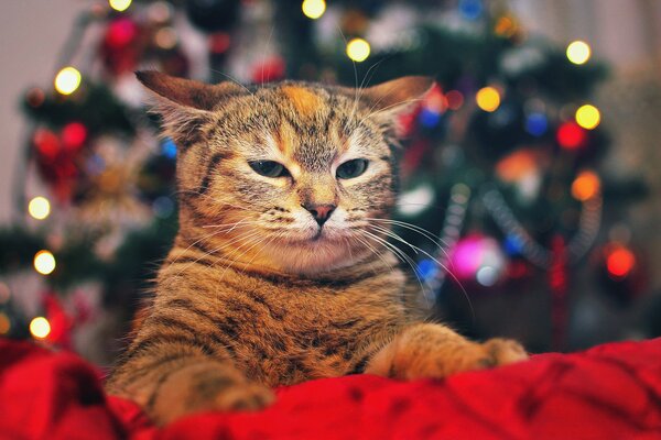 Gato rojo en el fondo de un árbol de Navidad decorado