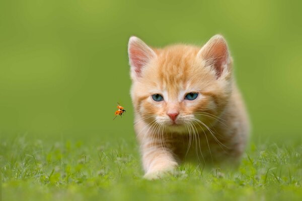 A blue-eyed cat hunts a ladybug in the grass