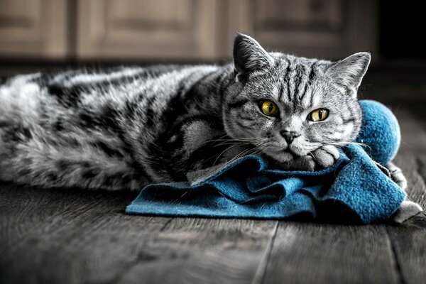 Eine graue Katze mit gelben Augen liegt auf einem blauen Tuch auf einem Holzboden