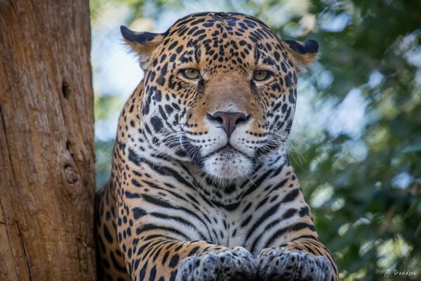 Jaguar resting on a tall tree