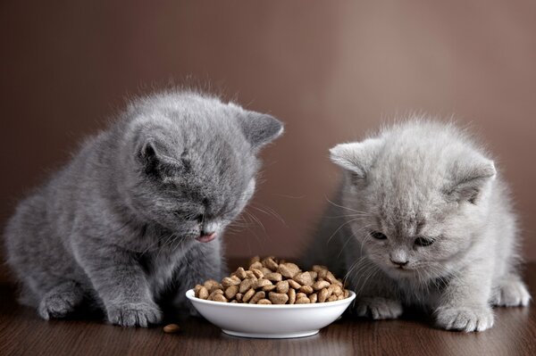 Two gray kittens are going to eat