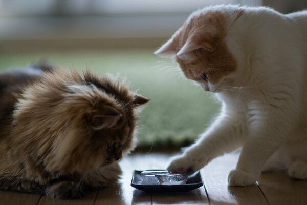 Nella foto ci sono due gatti. Uno tocca il ghiaccio con la zampa