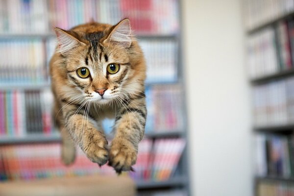 Die Katze macht einen schönen Sprung