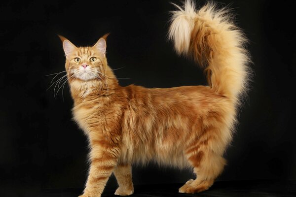 Rasowy, puszysty, rudy Maine Coon