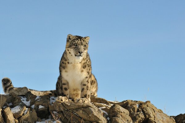 Leopardo delle nevi seduto su una roccia