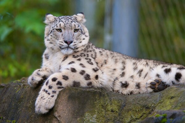 El leopardo de las Nieves descansa sobre la piedra