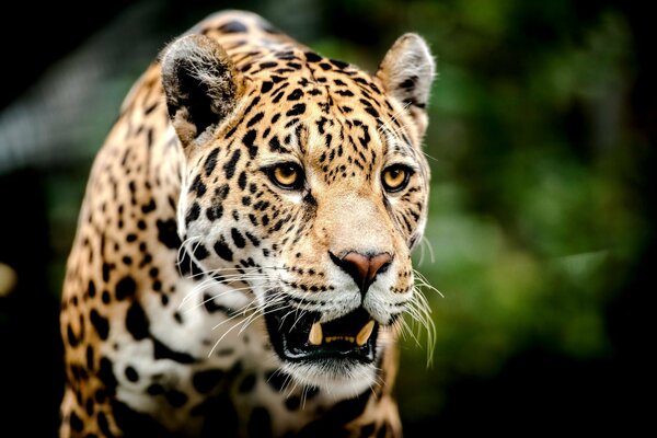 Grand léopard grimaçant regarde au loin