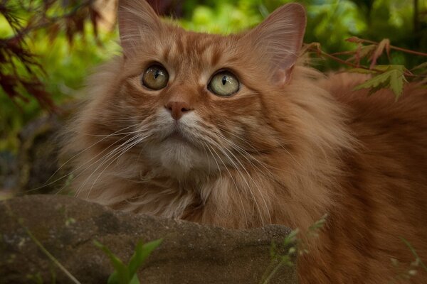 Fluffy ginger cat in nature