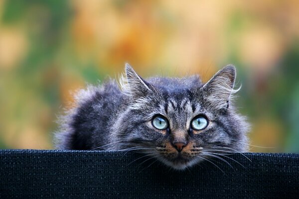 Gatto peloso grigio con gli occhi azzurri