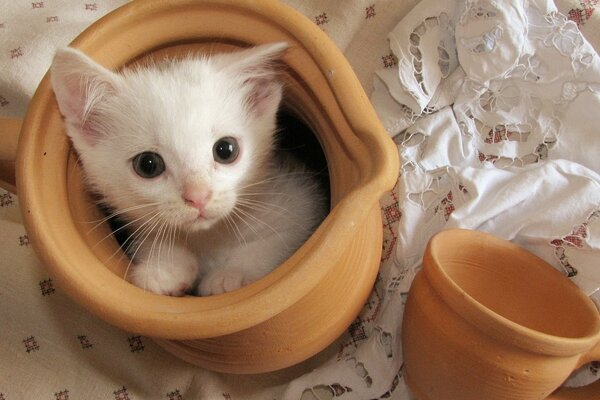 A white kitten climbed into a jug