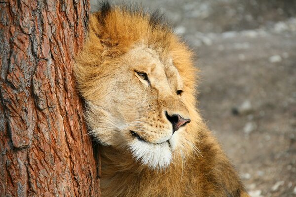 El hocico de un depredador León en un árbol