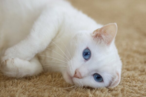 Gato blanco con ojos azules