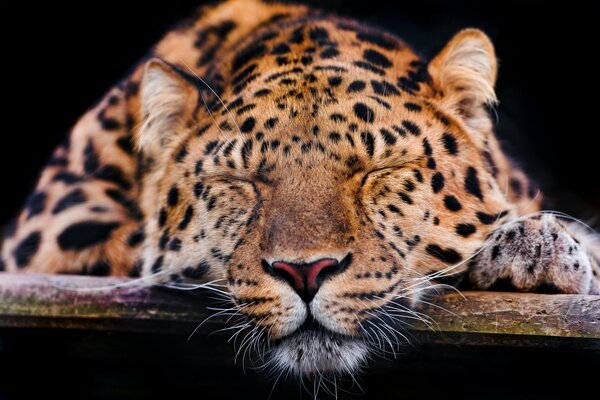 Amur leopard sleeps sweetly