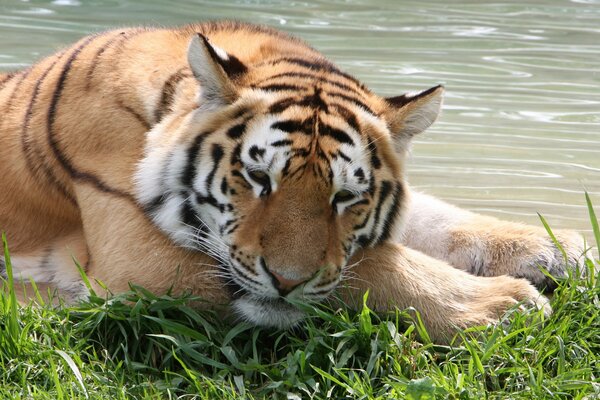 Ein Tiger mit trauriger Schnauze liegt auf dem Rasen