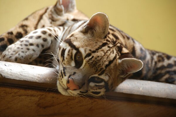 Chat mignon sauvage au repos