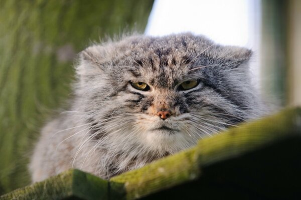 Manul con un muso serio da vicino