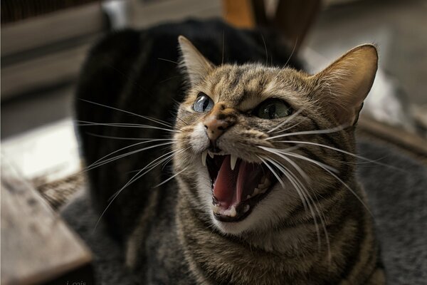 Das Grinsen der Zähne einer wütenden Katze