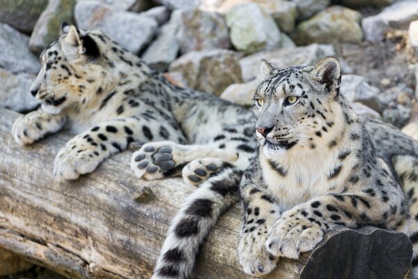 Couple marié de léopards des neiges