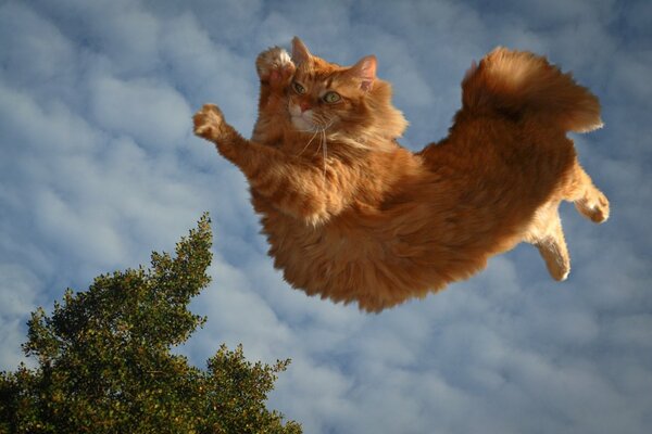 Cat parkour of a red cat