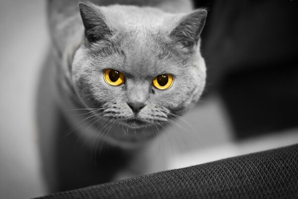 Chat muselé gris avec des yeux jaunes