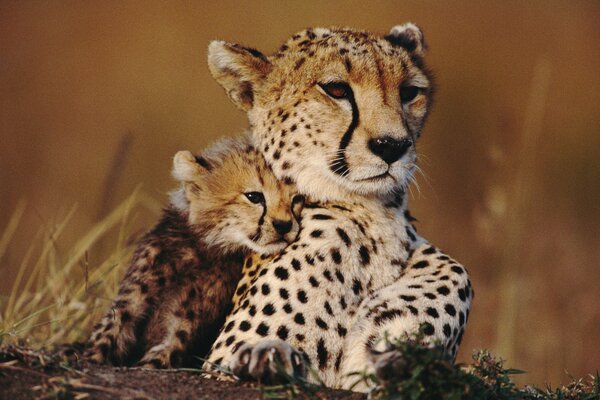 Cheetah mom with a cheetah baby
