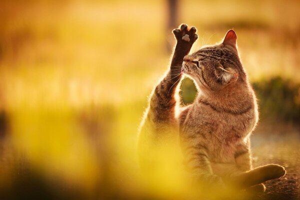 In nature, a cat licks its paws