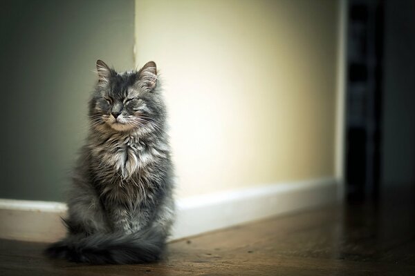 Die Katze sitzt und schimmert an der Wand