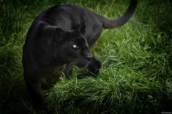 Panthère noire sauvage sur l herbe verte