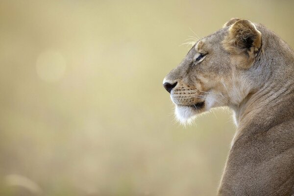 The lioness sits and looks into the distance