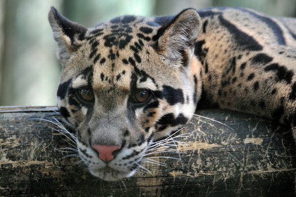 The leopard is lying with his head leaning on a lying tree