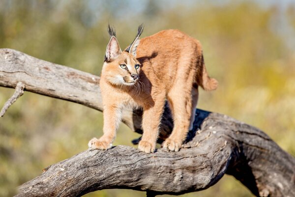 Anmutiger Luchs bereitet sich auf den Sprung vor