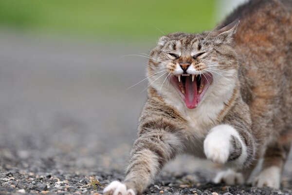 Flauschige Katze macht Schlürfen