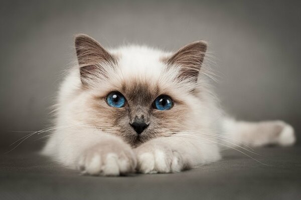 Gatto beige con gli occhi azzurri