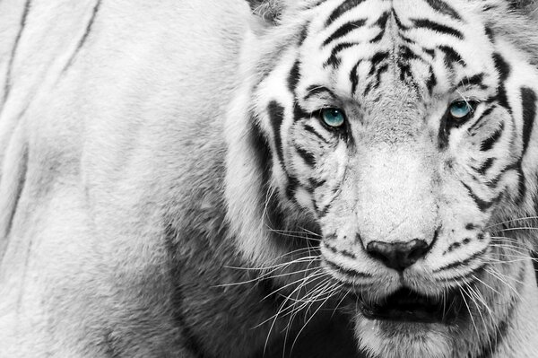 Tigre noir et blanc avec des yeux bleus à la recherche