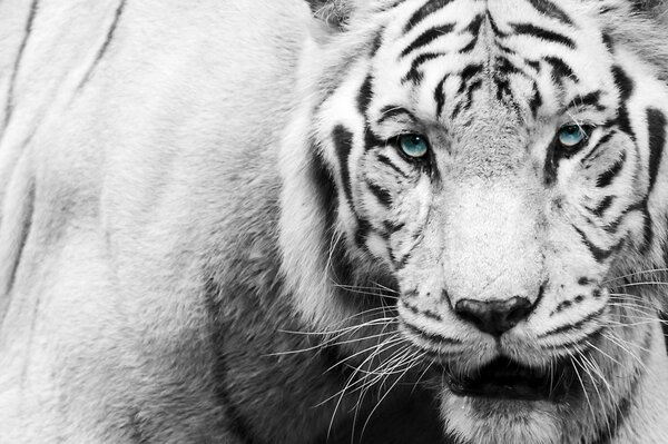Черно-белый тигр с голубыми глазами смотрит