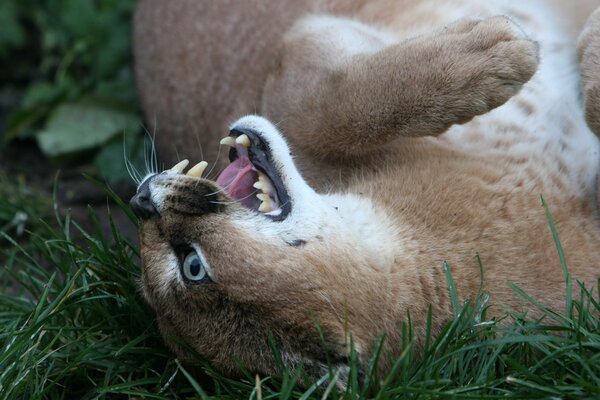 Ein Steppenluchs mit offenem Maul und Reißzähnen liegt auf dem Gras