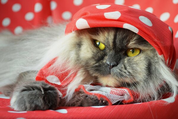 Gato con ojos amarillos envuelto en una colcha roja en guisantes blancos