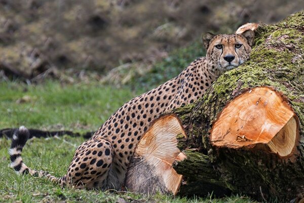 Cheetah. wild cat is the fastest predator