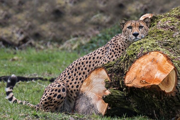 Ghepardo. il gatto selvatico è il predatore più veloce